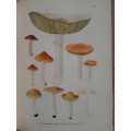 Some South African Poisonous and Inedible Fungi - Author: E.L. Stephens and M.M. Kidd