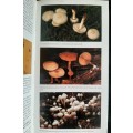 A Field Guide to the Mushrooms of S.A. - Author: Levin, Branch, Rappoport & Mitchell