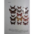 Emperor Moths of South and South-Central Africa - Elliott Pinhey