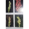 Orchids South Africa - A South Africa Orchid Council Publication