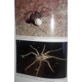 Southern African Spiders - An Identification Guide - Martin R Filmer