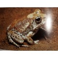 South African Frogs - N I Passmore Ph.D and V C Carruthers