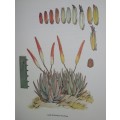 South African Aloes - Barbara Jeppe