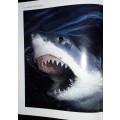 Sharks - A Photographer`s Story - Jeremy Stafford-Deuitsch