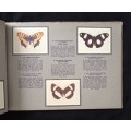 Springbok Cigarette Album for a series of 52 South African Butterflies by The United Tobacco Cos