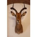 IMPALA HEAD/SHOULDER MOUNT. A vintage taxidermy African Impala head