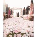 1000  SOFT  PINK FADING TO WHITE SILK  ROSE PETALS - USE FOR CONFETTI /TABLE DECOR/ROMANTIC SETTING