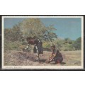 A PICTURE POST CARD  SHOWING ZULU GIRLS WITH ADVERT BACK MINT LOOK SCAN X 2
