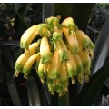 Clivia Gardenii var. "Yellow Blush"