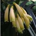Clivia Gardenii var. "Yellow Blush"