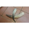 2 Pack Nguni Cow Horns (In Stock)