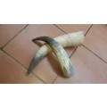 2 Pack Nguni Cow Horns (In Stock)