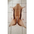 Tanned Springbok Hide - Great For Decor Rugs (In Stock)