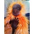 Oli the Orangutan! A plush Kuschelwuschel toy! 35cm.