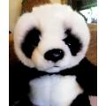 Beautiful little Ching, the panda.  Plush soft toy!  22cm.