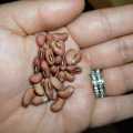Bean Thai Chinese Yard Long Organic - 25 Seeds