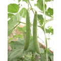 Bean Delgado Black Mexican Organic - 10 Seeds
