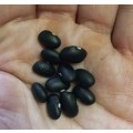 Bean Delgado Black Mexican Organic - 10 Seeds