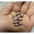 Bean Solwezi Dry Organic - 10 Seeds