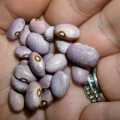 Bean Solwezi Dry Organic - 10 Seeds