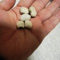 Bean White Velvet Organic - 5 Seeds