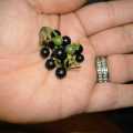 Black Garden Huckleberry Organic - 15 Seeds