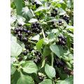 Black Garden Huckleberry Organic - 15 Seeds