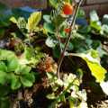 Otricoli Orange Berry Organic - 20 Seeds (3 for the Price of 1)