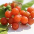 Otricoli Orange Berry Organic - 20 Seeds (3 for the Price of 1)