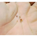 Raspberry - 10 Seeds