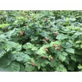 Raspberry - 10 Seeds