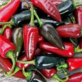 Chilli Black Hungarian Pepper Organic - 10 Seeds