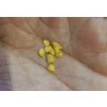 Chilli Carolina Reaper & Habanero Cross Organic (Open Pollinated) - 20 Seeds