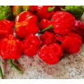 Carolina Reaper Chilli Pepper Red Organic - 5 Seeds (Buy 1 Get 1 Free)