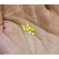 Chilli Pepper Golden Cayenne  - 10 Seeds