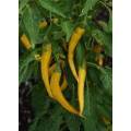 Chilli Pepper Golden Cayenne  - 10 Seeds