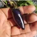 Chilli Pepper Purple Jalapeno Organic - 10 Seeds