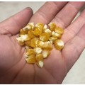 Corn Golden Bantam Sweet Organic - 30 Seeds