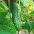 Cucumber Ashley Organic - 10 Seeds