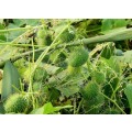 Cucumber Wild Organic - 10 Seeds