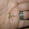 Dandelion Taraxacum Organic - 20 Seeds