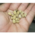 Nasturtium Climbing Mix Organic - 20 Seeds