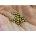 Coriander Organic Seeds - 30 Seeds