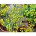 Dill Organic - 50 Seeds (3 for the Price of 1)