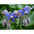 Borage Purple Edible Flower Organic - 30 Seeds
