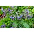 Borage Purple Edible Flower Organic - 30 Seeds