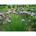 Chives Organic - 40 Seeds