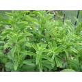 Stevia Rebaudiana Organic - 30 Seeds