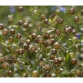 Linseed/Flaxseed Brown Organic - 10 Seeds