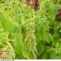 Amaranthus Green Tails Organic - 60 Seeds